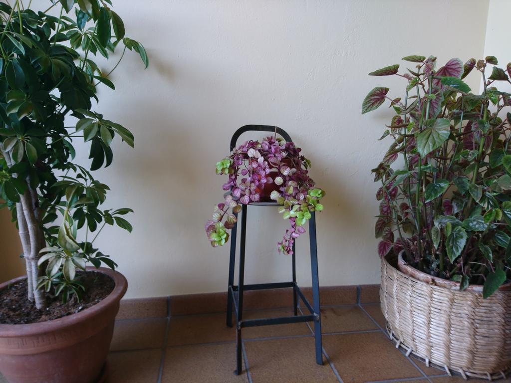 Posada El Jardin Santillana del Mar Esterno foto